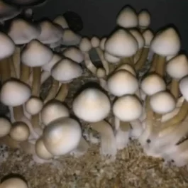 Albino Penis Envy Mushrooms