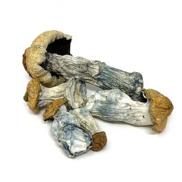 Albino Penis Envy Mushroom